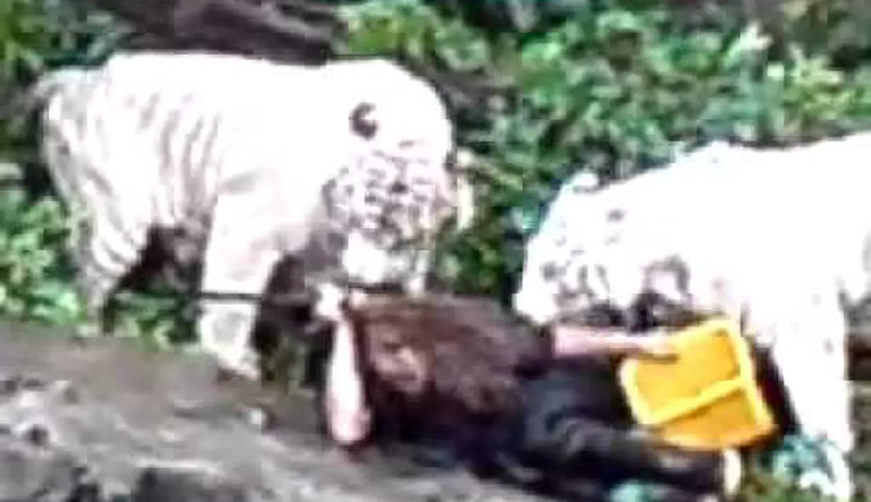 Manajemen Taman Safari Indonesia, Bogor, Jawa Barat dituntut bertanggungjawab penuh atas peristiwa yang menimpa seorang pegawai kebersihan, Junaedi (32). Ia meregang nyawa akibat diterkam harimau Sumatera pada Jumat (17/8/2012) (Istimewa)
