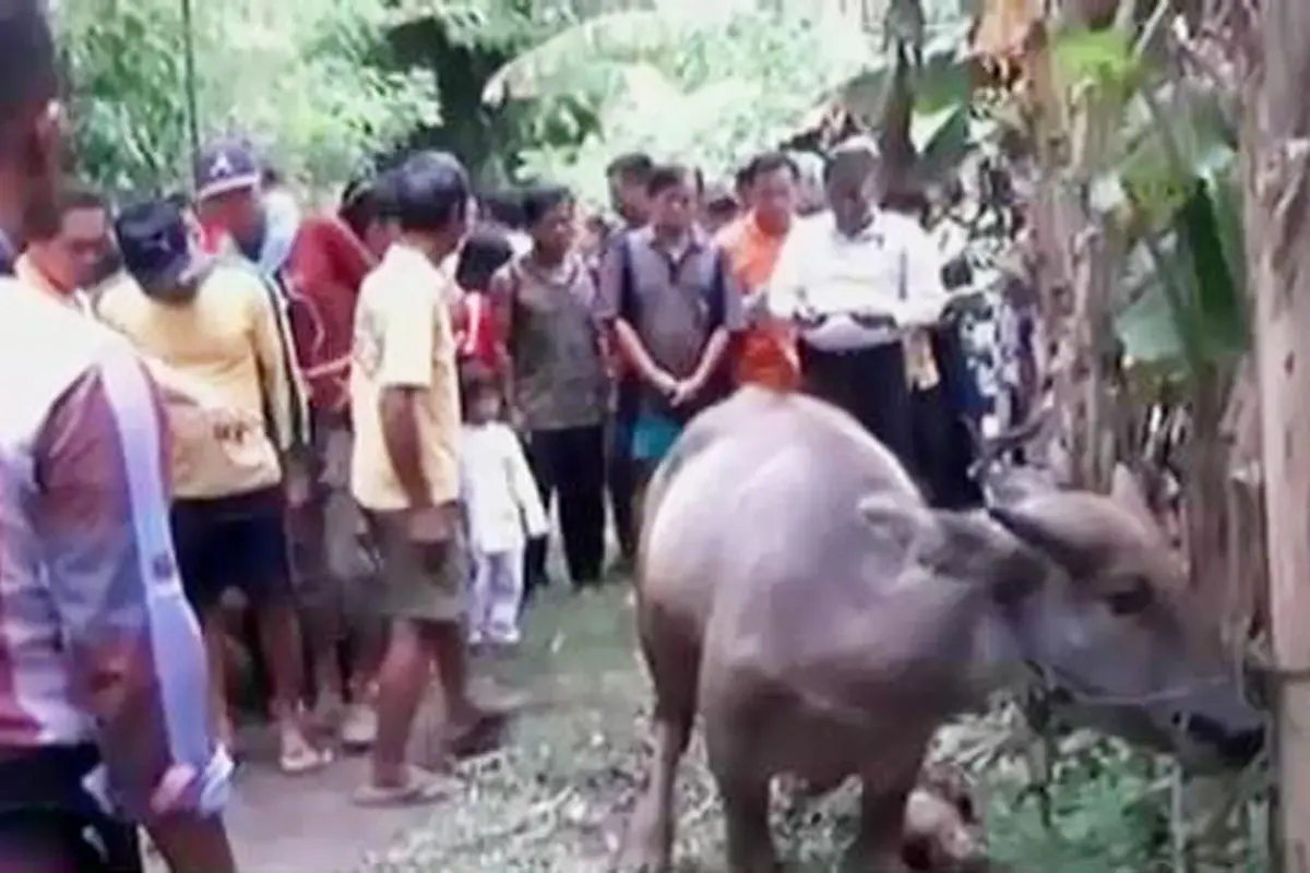 VIDEO: Benda Diduga Bom Rakitan Meledak Terinjak Kerbau