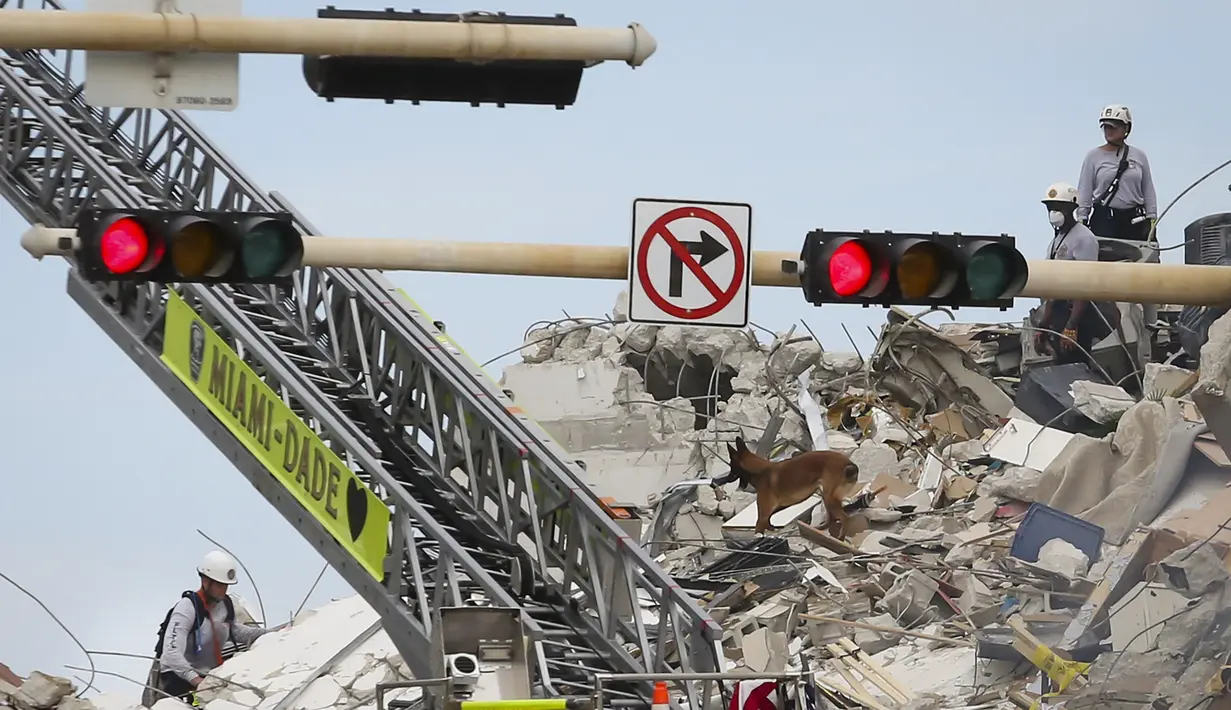 Tim penyelamat dan anjing mencari orang-orang di bawah puing-puing dari sebagian menara apartemen tepi laut yang runtuh di Surfside, Miami, Kamis (24/6/2021). Puluhan orang yang selamat ditarik keluar, dan tim penyelamat terus mencari lebih banyak lagi korban di reruntuhan. (Eva Marie UZCATEGUI/AFP)