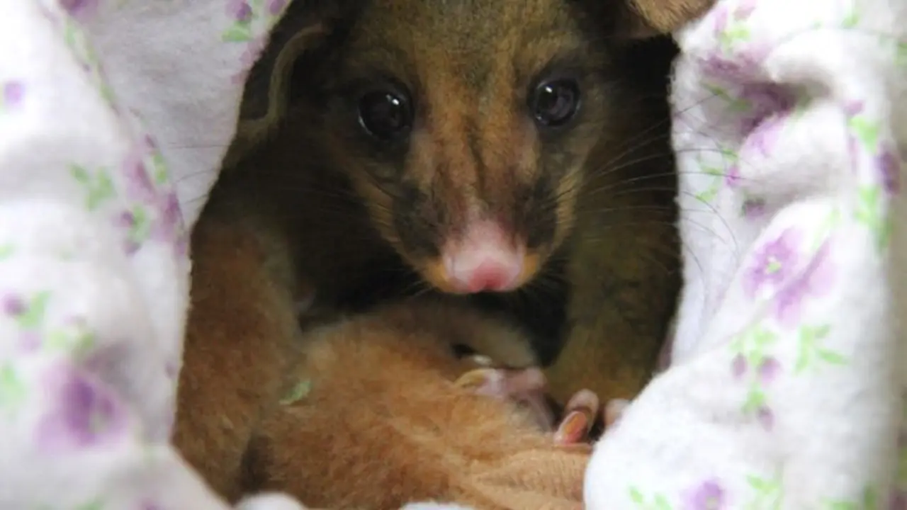 Bayi Possum Imut Ini Dijamin Bikin Kamu Menjerit Gemas Dini Hari