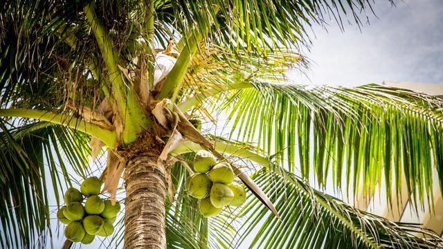 Ilustrasi buah kelapa
