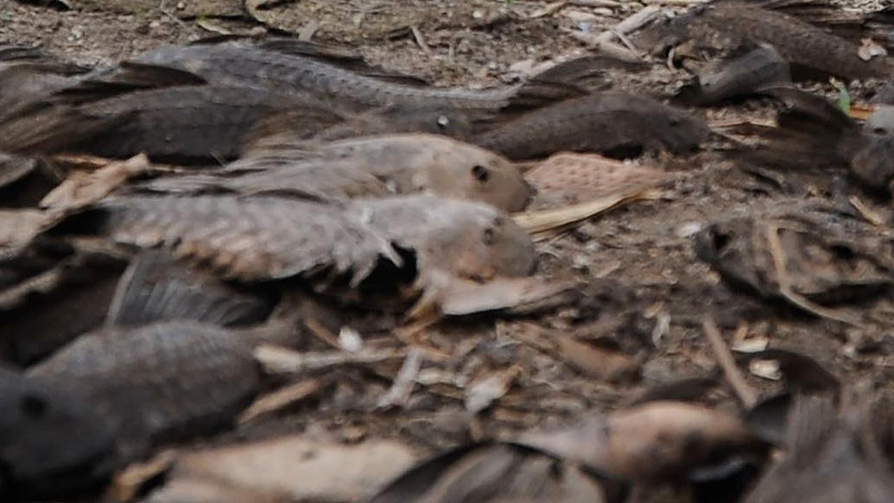 Bahkan jika di daratan, ikan ini masih bisa hidup selama 30 jam karena mampu menyimpan cadangan oksigen di perut mereka.