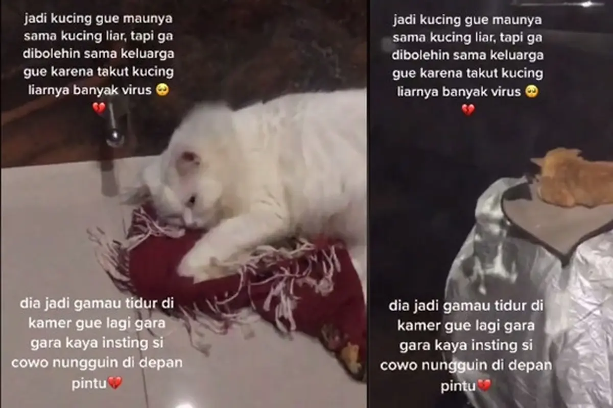 Viral Drama Kucing yang Tak Bisa Jauh Dari 'Gebetannya' Ini Bikin Gemas