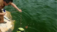 Air Laut Bungus Padang Berubah Jadi Hijau, Mengapa?