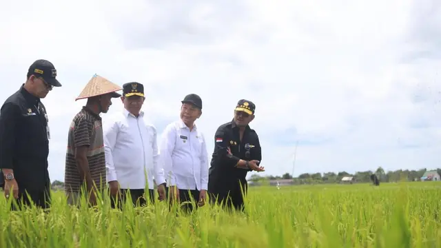 Mentan SYL Puas Pertanaman dan Peningkatan Luas Tanam Padi saat Kunker Food Estate Kalteng