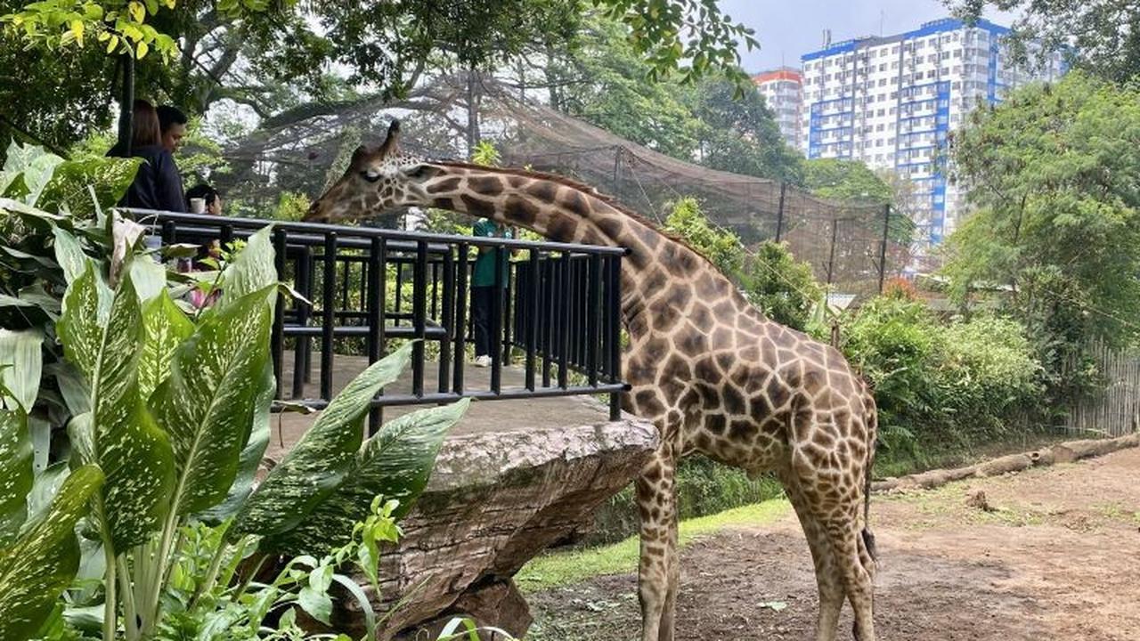 Bukan Konflik Internal! YMT Tegaskan Oknum Pembangkang Jadi Biang Kerok Permasalahan Bandung Zoo