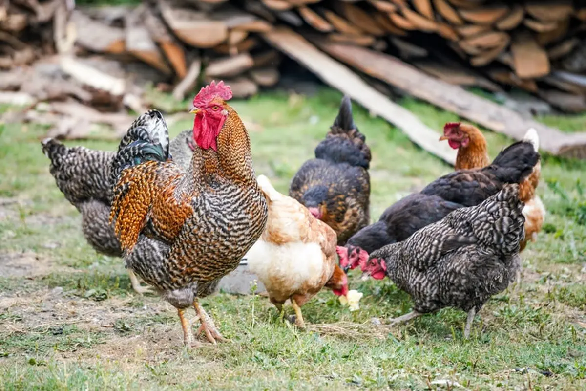 Perusahaan Ini Jual Barang Nyeleneh Untuk Ayam Alasannya Bikin Tepuk Jidat