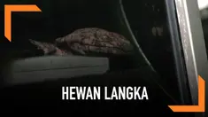 Seekor salamander raksasa China dipamerkan di kebun binatang ZSL, London.  Hewan ini adalah salah satu amfibi terbesar dan terancam punah di dunia.