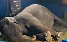 Seekor Gajah Sumatra Mati di Rahmat Zoo & Park Usai Jalani Perawatan Medis