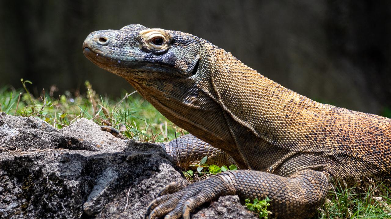 Cara Mengusir Biawak yang Masuk ke Rumah, Dijamin Auto Kabur