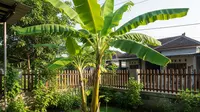 Cara Menanam Pisang di Halaman Rumah Agar Cepat Berbuah dan Tumbuh Subur