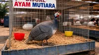 8 Jenis Ayam Hias yang Paling Laku Keras di Pasar, Cocok untuk Usaha bagi Pemula