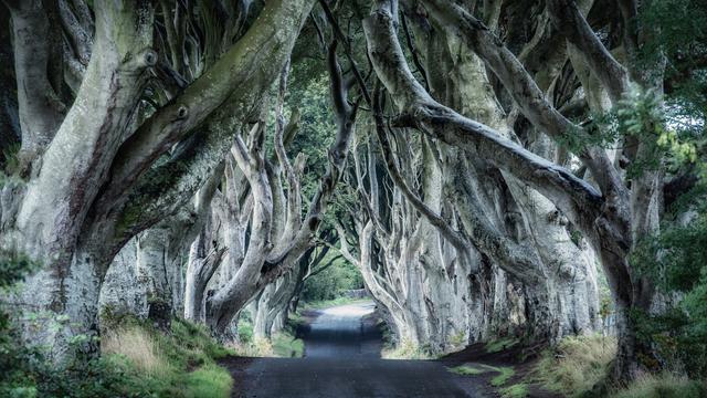 Jalanan di The Dark Hedges, Bregagh Road, County Antrim, Northern Ireland (dok. Unsplash.com/Adhita Diansyavira)