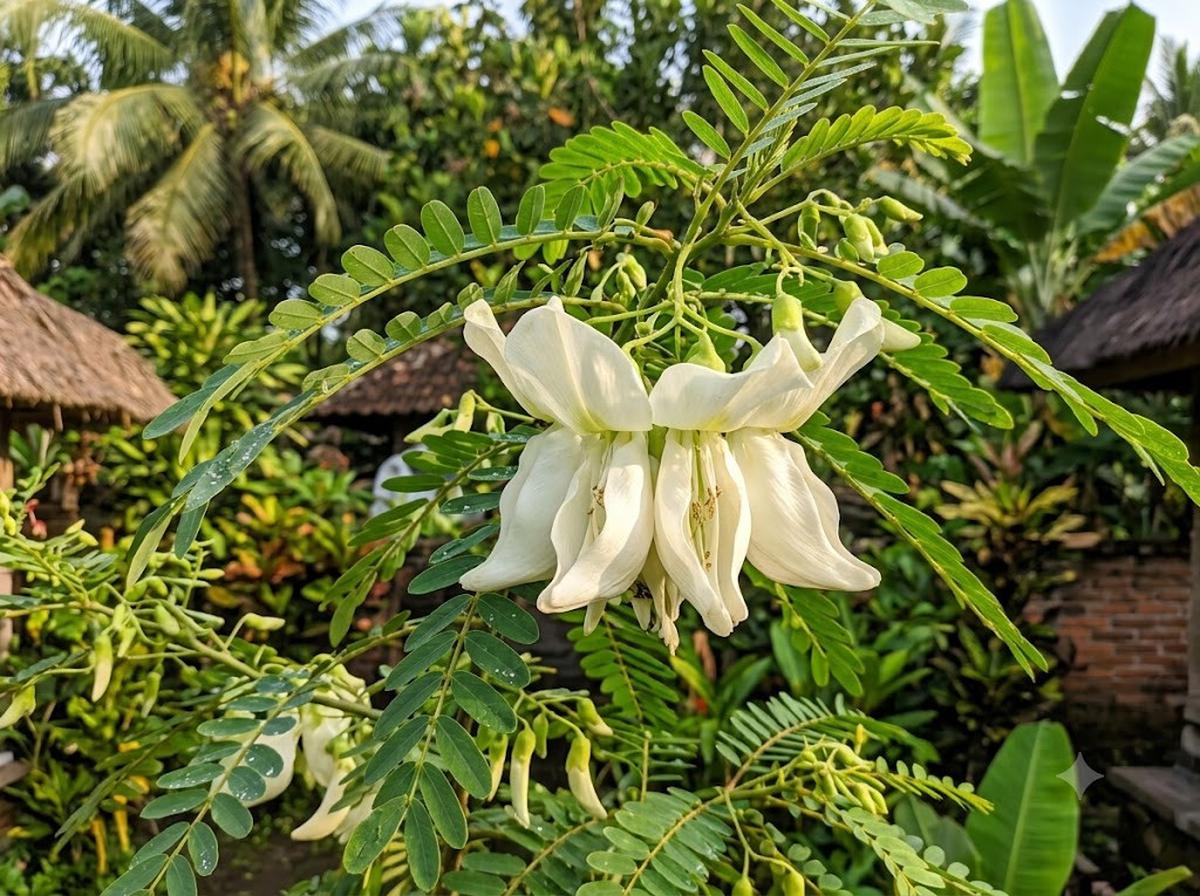 Manfaat Mengonsumsi Bunga Turi bagi Kesehatan