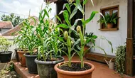 5 Tips Merawat Jagung dalam Pot agar Tanaman Berbuah dengan Baik