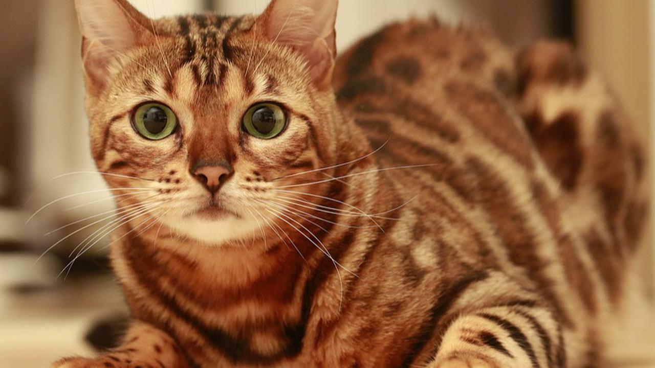 8 Cara Agar Tidak Takut Kucing,  Latihan Bertahap hingga Terapi Eksposure