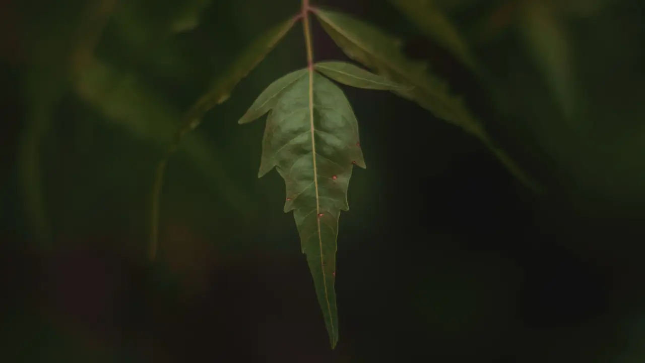 Ilustrasi Daun Mimba