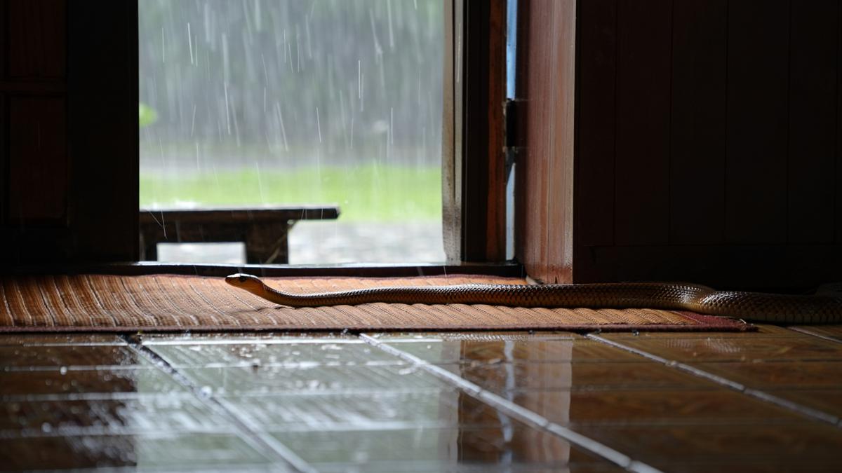 Kenapa Ular Sawah Sering Masuk Rumah saat Musim Hujan? Ini Penjelasannya