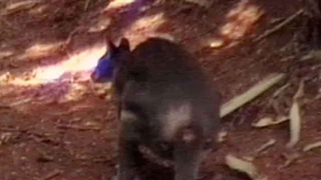 [VIDEO] 14 Kanguru Langka di Ragunan Mati Diserang Anjing Liar