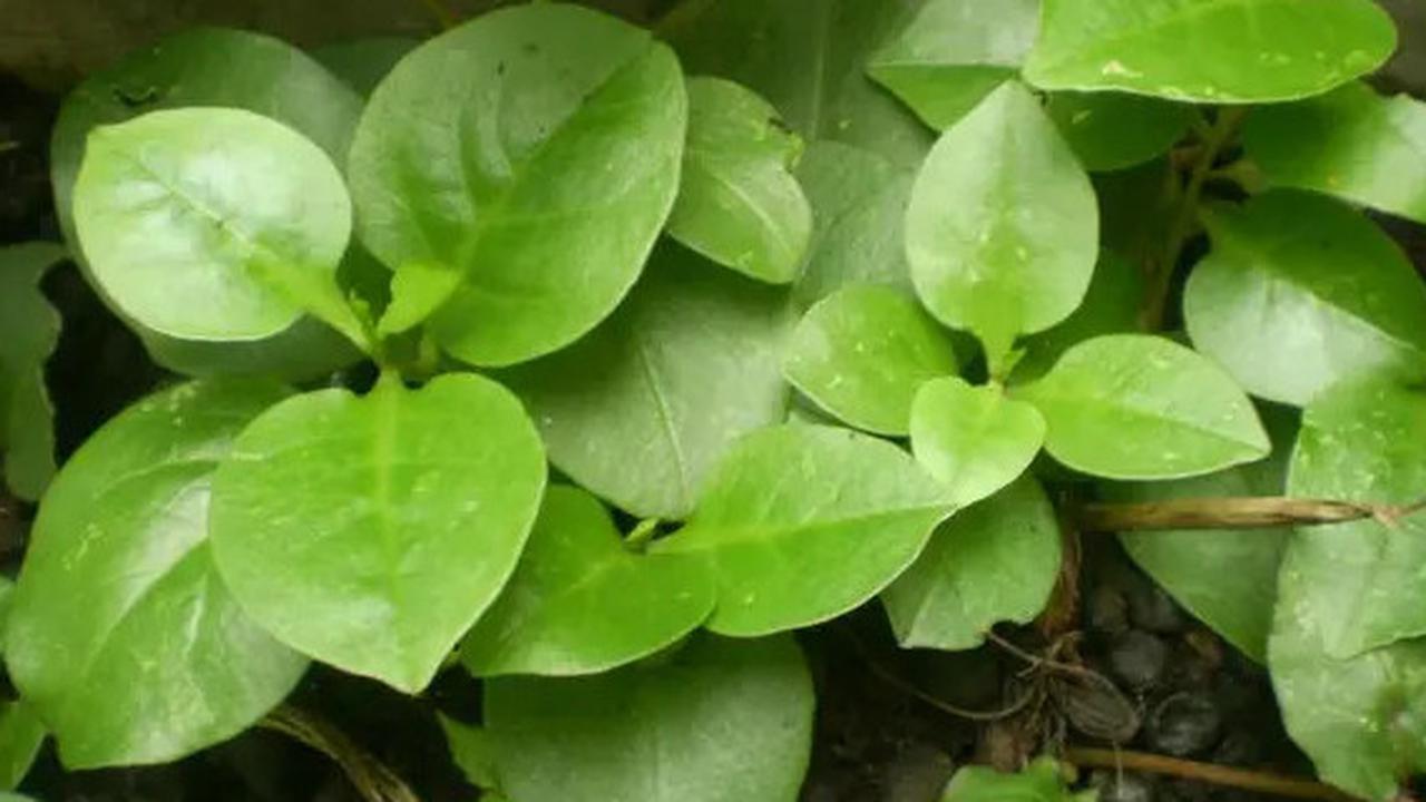 Manfaat Daun Binahong untuk Kesehatan, Tanam Secara Mandiri di Rumah!
