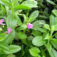 Daun Gingseng Jawa (Foto: Yayasan MQIS)