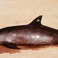 Lumba-lumba jenis marina vaquita. (AP)
