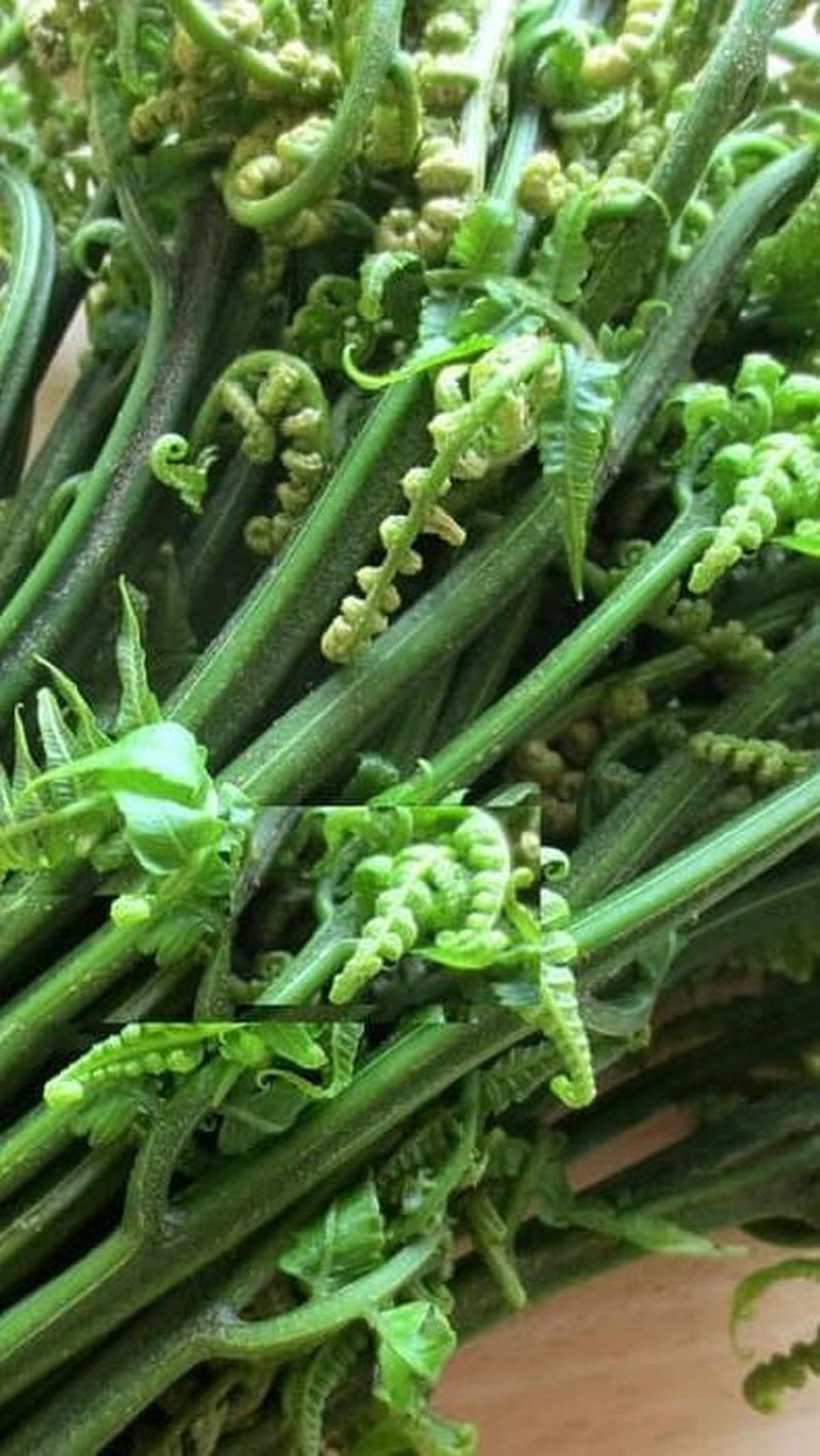 Dengan mengetahui cara memilih dan mengolah pakis sayur yang benar, Anda bisa menikmati sayuran ini dengan aman dan mendapatkan semua manfaat gizinya.