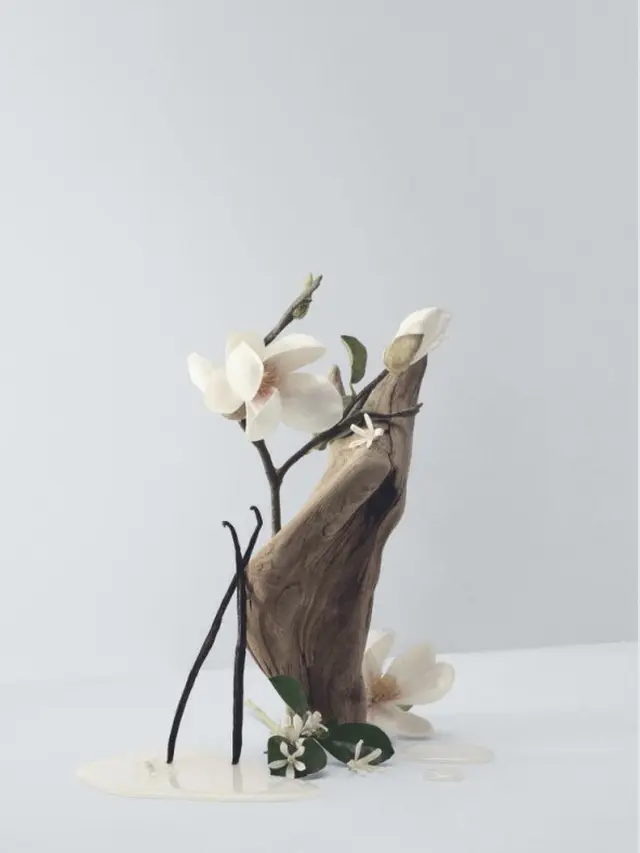 Bare Magnolia