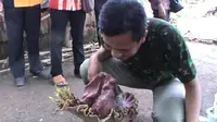 Bunga bangkai berdiameter 50 cm dan tinggi 75 cm itu tumbuh di pekarangan rumah warga milik Uung Mahrudin. (Liputan6.com/Panji Prayitno)