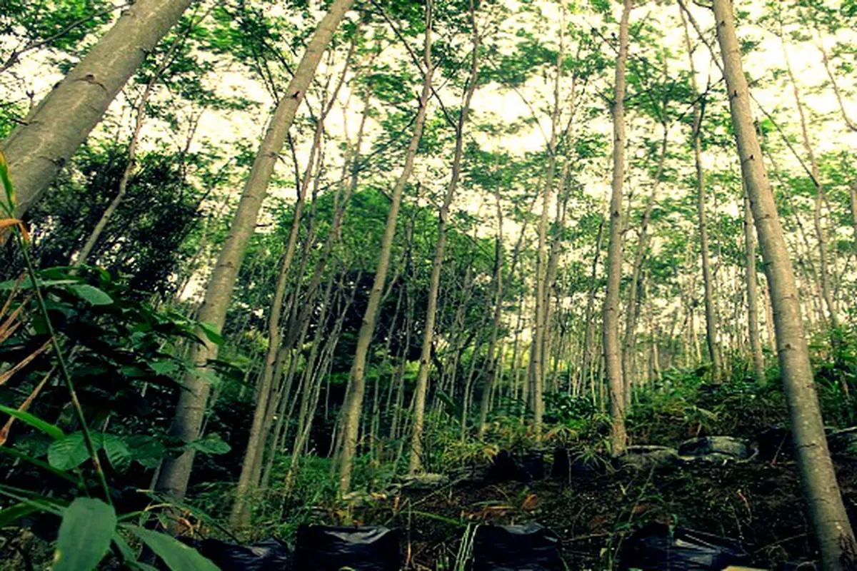 Pohon Sengon di WIKA
