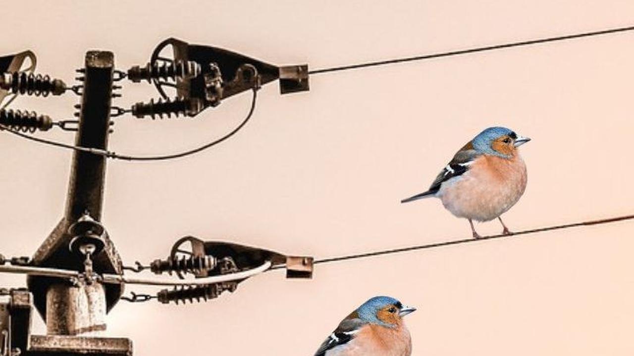 Sering Nangkring di Kabel Listrik, Kok Bisa Burung Tak Tersengat Listrik?