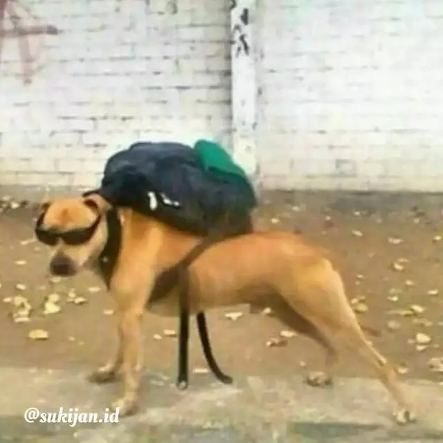 8 Momen Nyeleneh Orang Ajak Anjing Jalan-Jalan Ini Aksinya Kocak