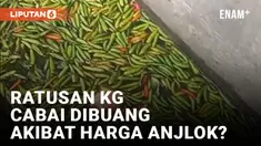 Ratusan Kilo Cabai Berserakan di Parit, Diduga Dibuang Secara Sengaja