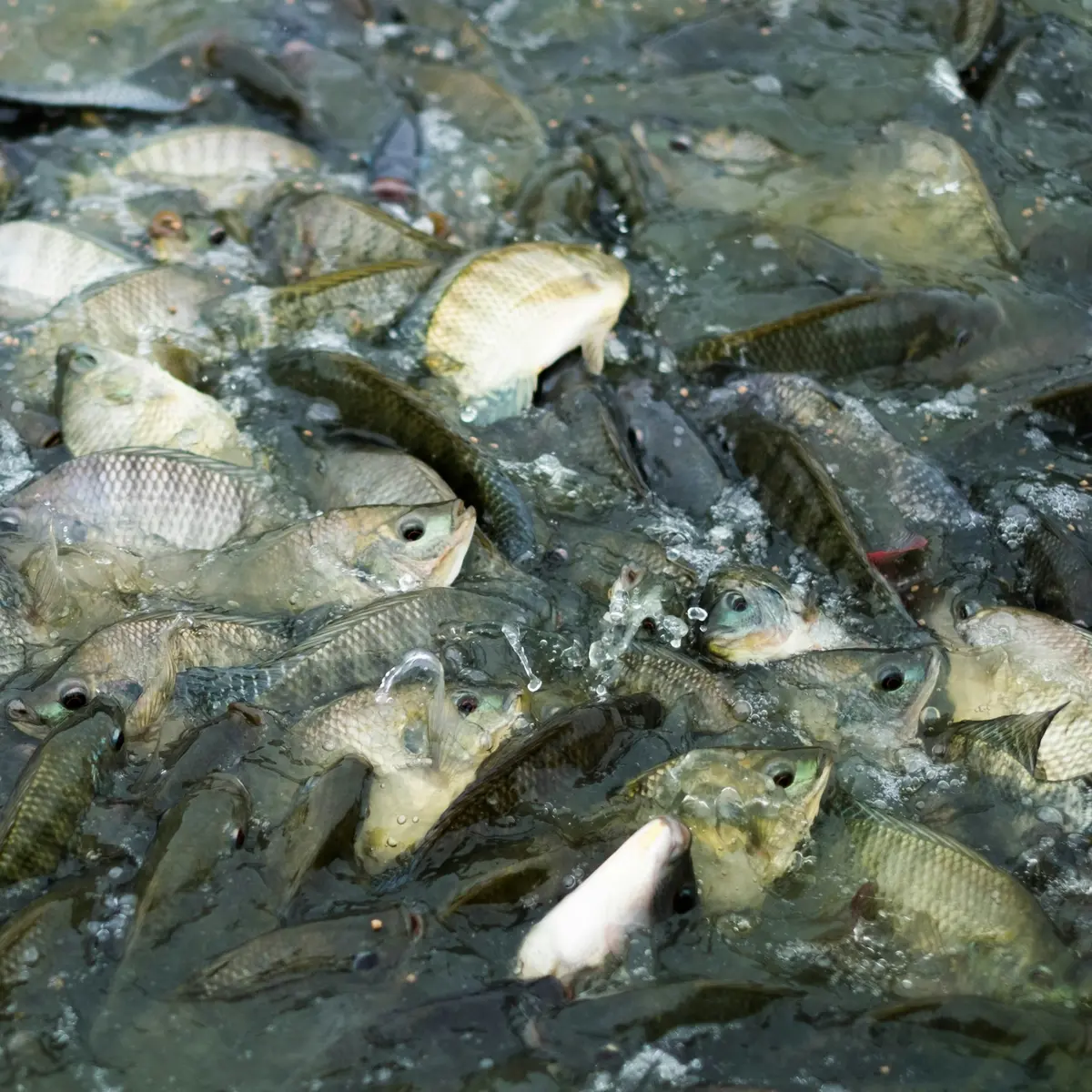 Arti Mimpi Dapat Ikan Banyak - Ragam Bola.com