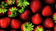 Buah berwarna merah atau orange memiliki khasiat untuk mempercantik kulit wajah Anda. Berikut 5 macam buah yang membuat wajah Anda makin kinclong.