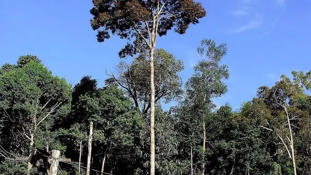 Meranti Putih (Shorea argentifolia)