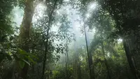 Hutan Hujan Tropis (Sumber: Pixabay)