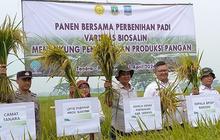 Kementan dan Provinsi Banten Kembangkan Padi Varietas Biosalin untuk Wilayah Pesisir