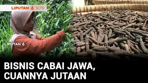  Bisnis Cabai Jawa, Modal Recehan Cuannya Jutaan