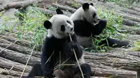 Sepasang Panda Ini Akhirnya Pulang Kampung ke China Setelah 13 Tahun Hidup di Prancis