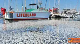 Jutaan Ikan Sarden Mati di California