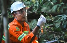 Jaga Ekosistem Halmahera, Weda Bay Nickel Awasi Ratusan Spesies Langka di Area Tambang