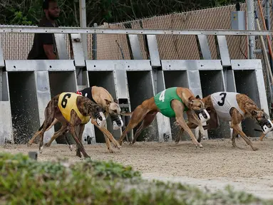 Sejumlah anjing Greyhound memulai lomba balap di Melbourne, Florida, AS (14/2). Balap Greyhound adalah pertandingan kecepatan yang memperlombakan anjing bertumbuh ramping yang berjenis Greyhound. (AFP Photo/Rhona Wise)