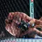 Top 3 Berita Bola: Rekor Dahsyat Islam Makhachev Usai Menang di UFC 330