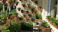 Cara Membuat Kebun Buah Mini Tabulampot untuk Pemula di Desa