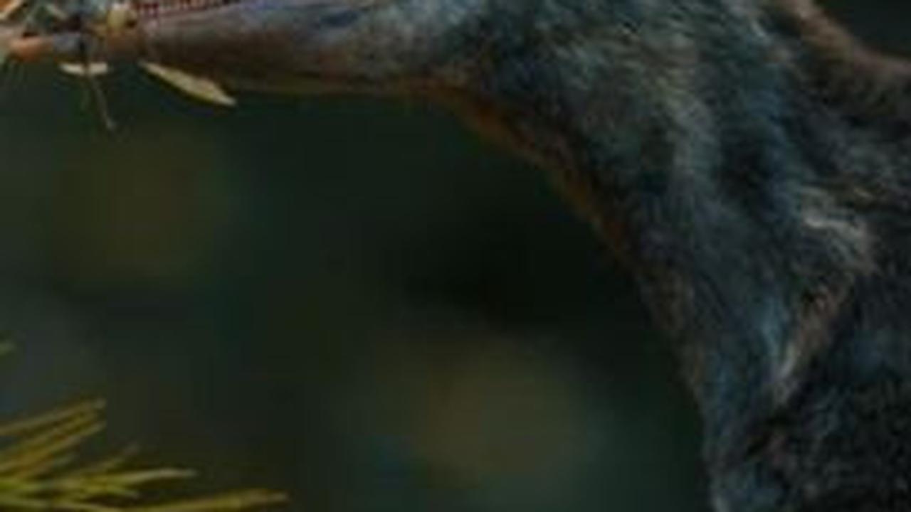 Ilmuwan Temukan Fosil Reptil yang Hidup 230 Juta Tahun Lalu, Cakarnya Tajam Seperti Dinosaurus
