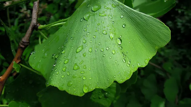 Ginkgo Biloba