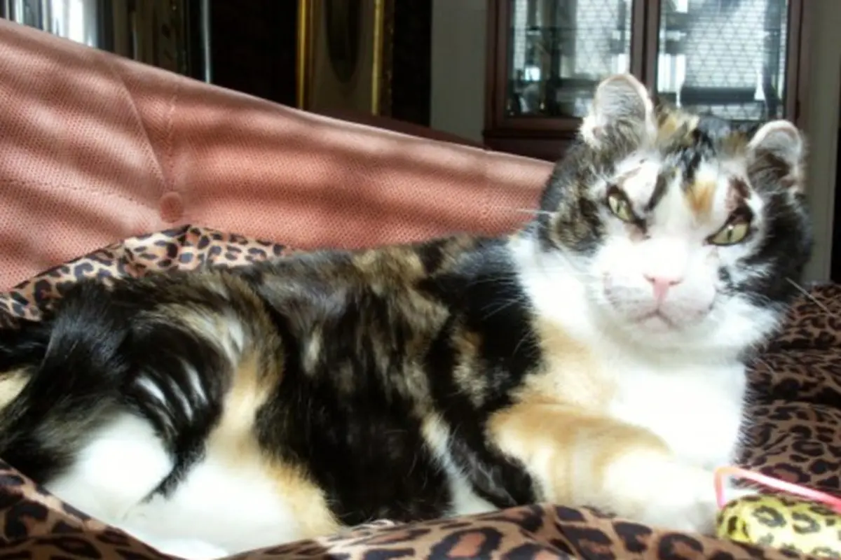 Scarlett, Kucing Pemberani yang Selamatkan Anaknya dari Kebakaran