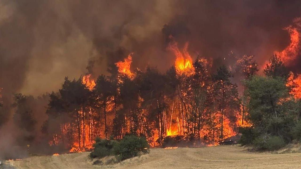 Israel 'Dilumat Api Neraka', Dua Hari Kebakaran Hutan Makin Menggila