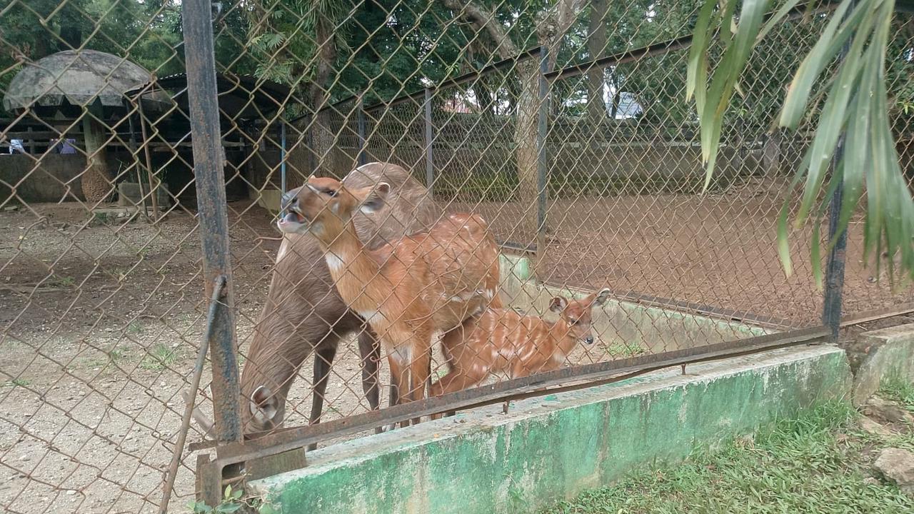 Kabar Gembira! Sitatunga dari Ragunan Melahirkan Anak di Semarang Zoo